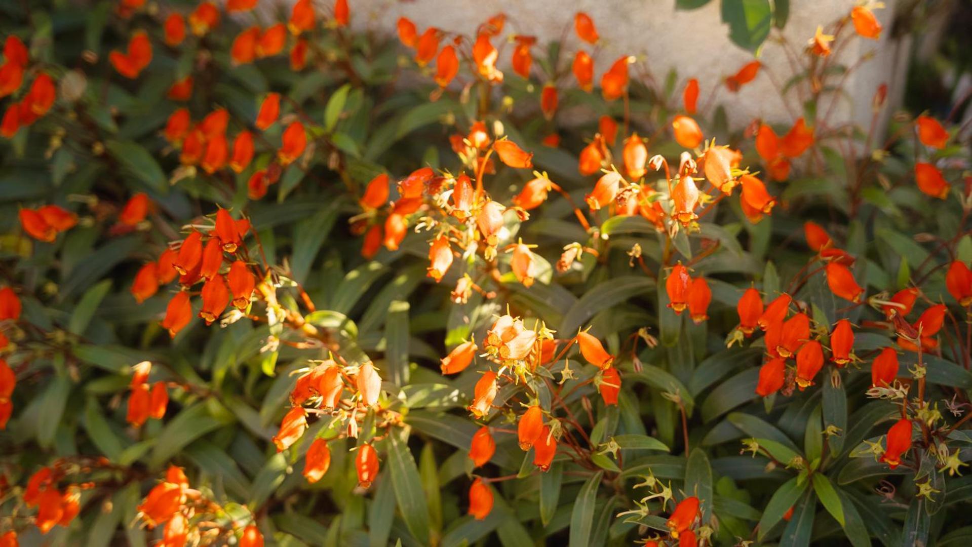 Amami-Green-Garden Exterior photo