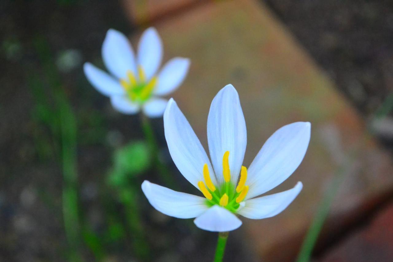Amami-Green-Garden Exterior photo